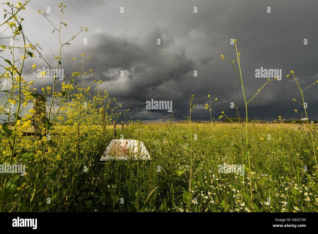 Abandoned bath tub in a field, Holland Stock Photo