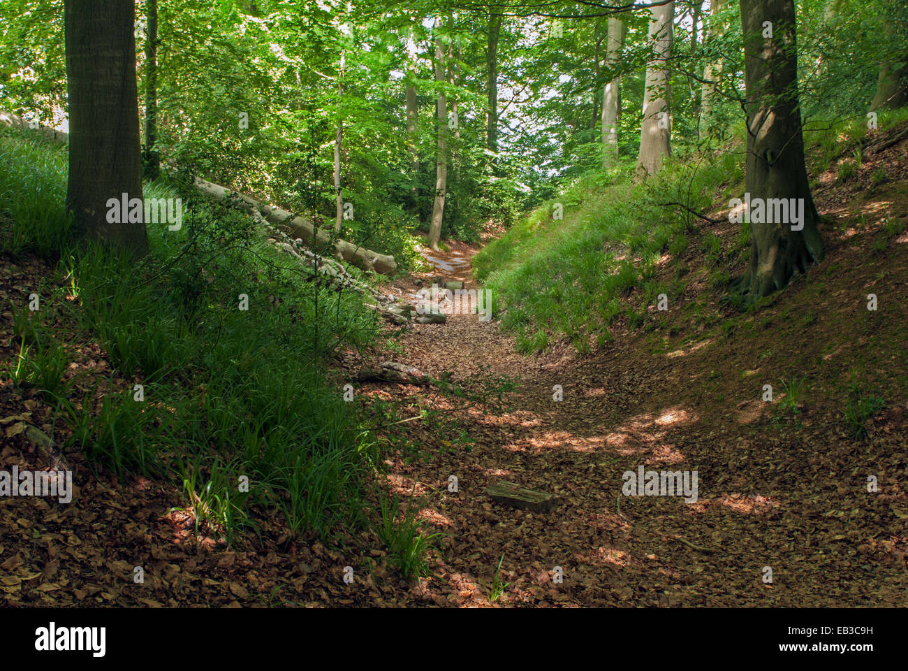 Overgrown ditch and bank of Cholesbury camp Buckinghamshire Stock Photo