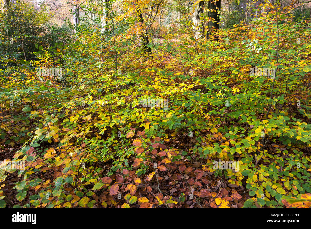 Autumn colour in woods near Hollingworth in Longdendale. Beech tree and saplings with rich colours. Stock Photo