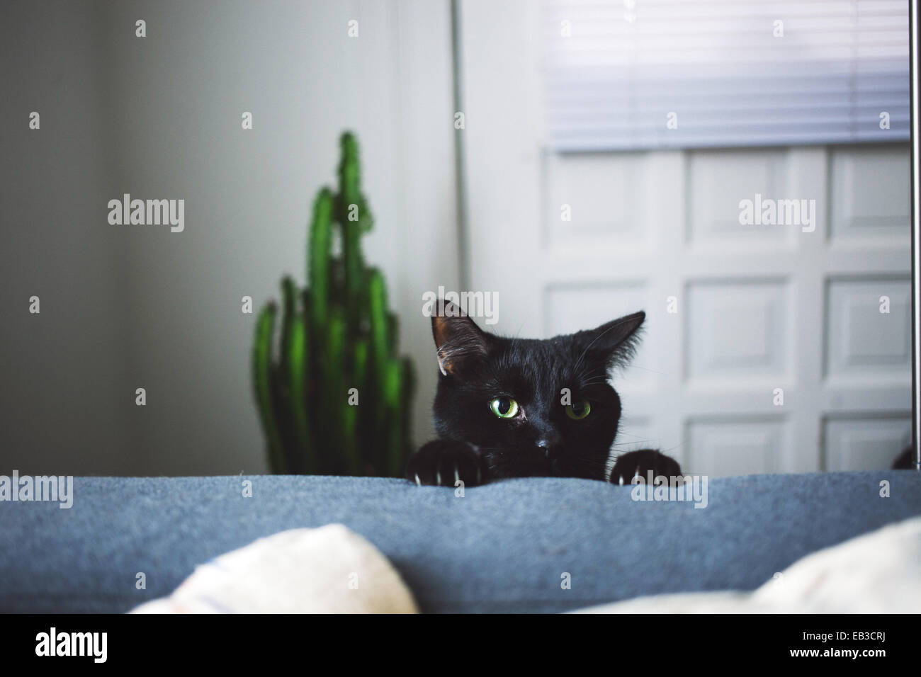 Cat looking over the edge of a sofa Stock Photo