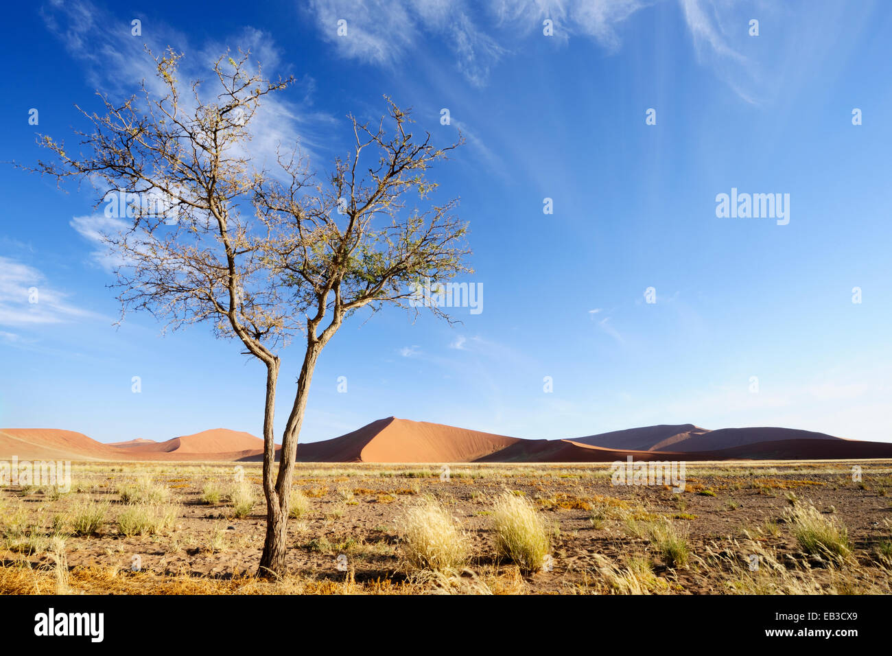 Camel Thorn (Acacia erioloba) growing in the savanna of the sossusvlei in front of Red Sossusvlei Dunes, Namibia. Stock Photo