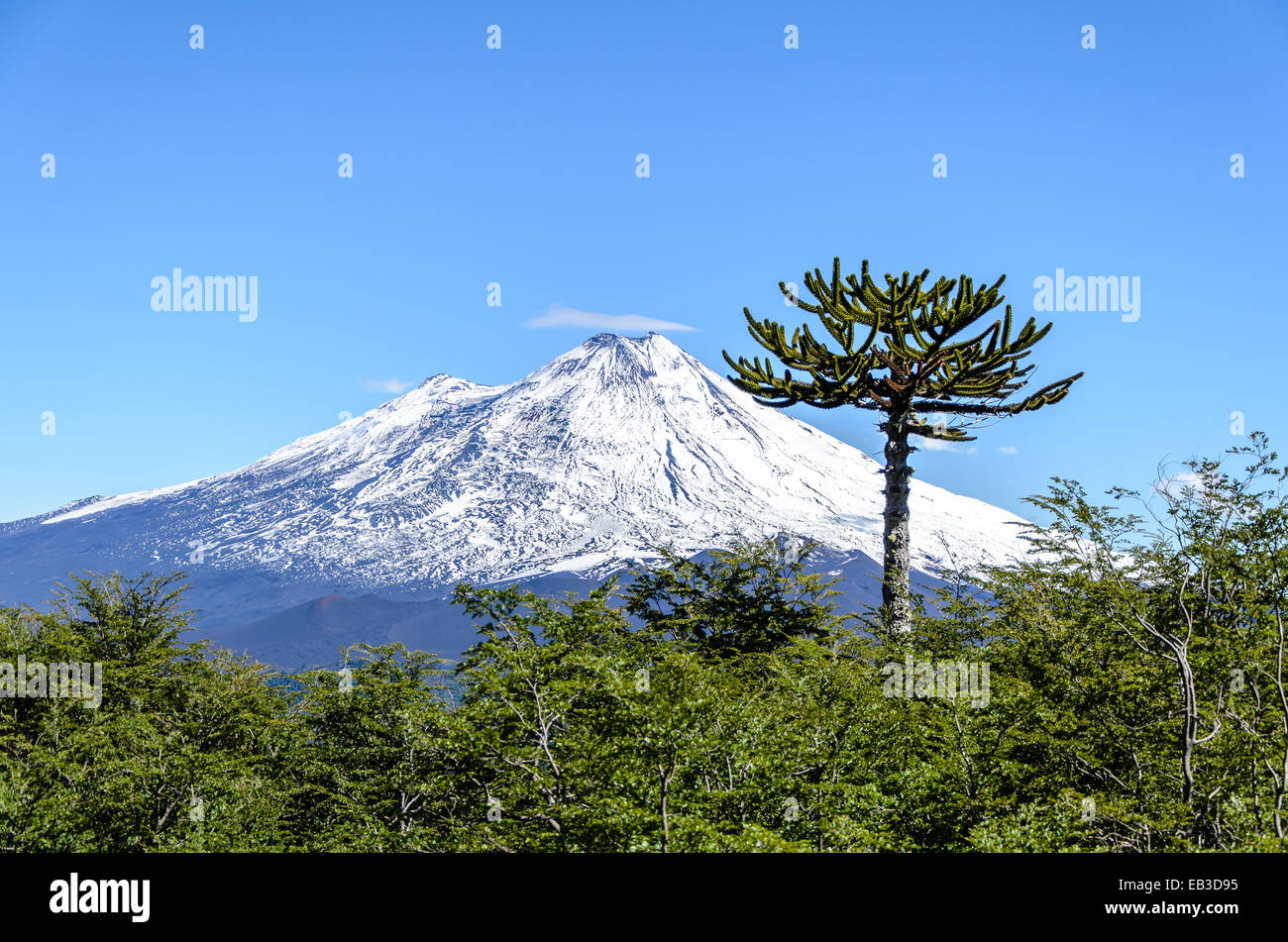 Chile, Araucania region, Conguillo national park, Llaima volcano Stock Photo
