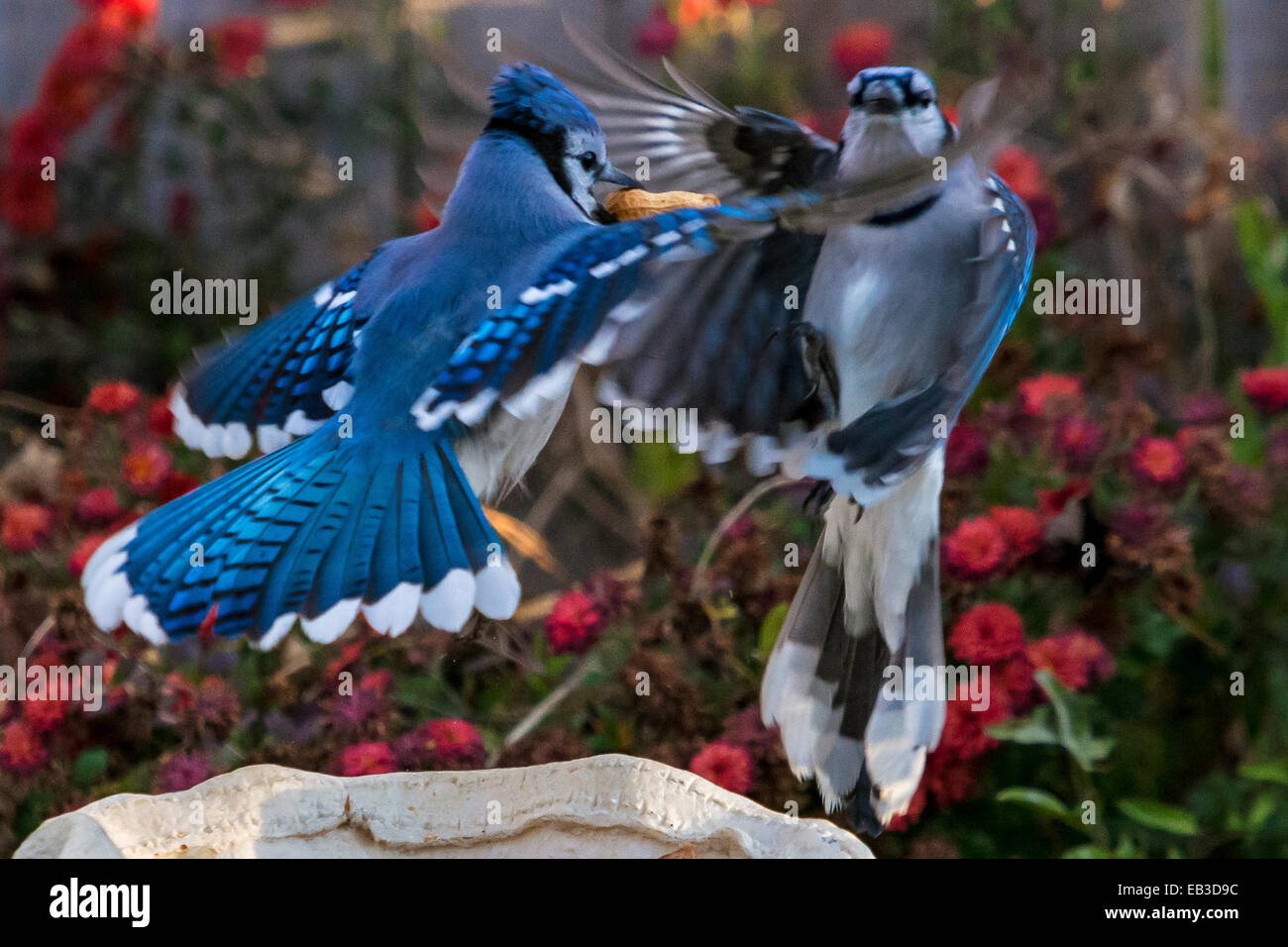 Two blue jays battle it out over peanut Stock Photo