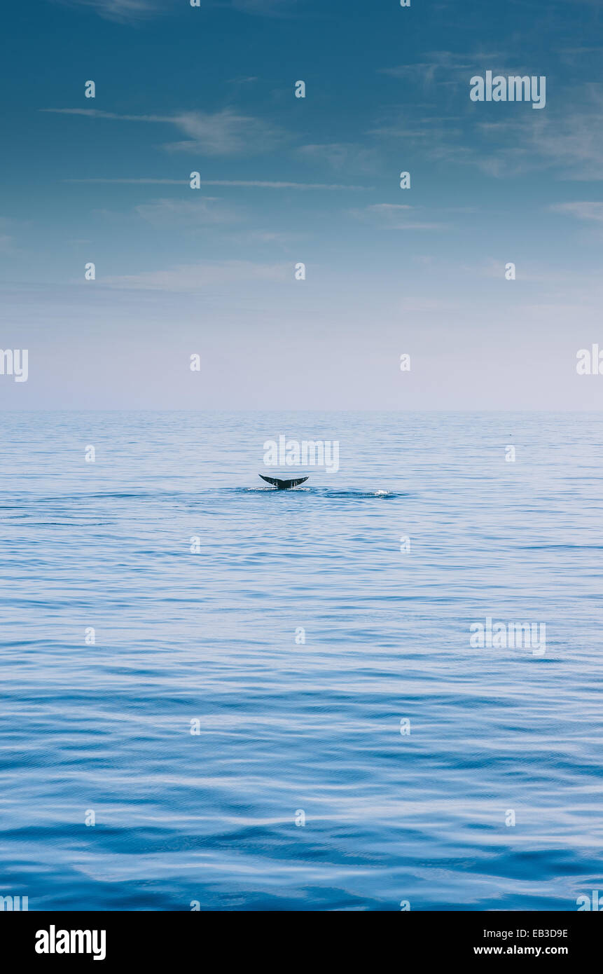 Tail of a humpback whale diving into sea near Ventura, Channel Islands ...