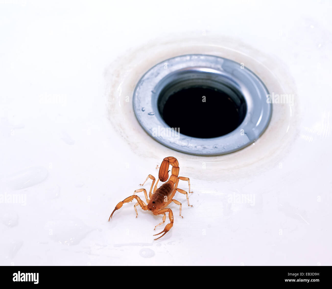 Scorpion by a plug hole Stock Photo