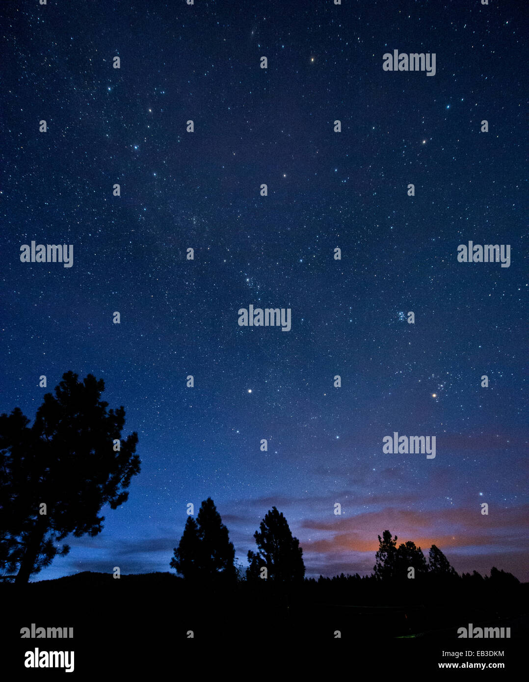 Night sky tree silhouette hi-res stock photography and images - Alamy