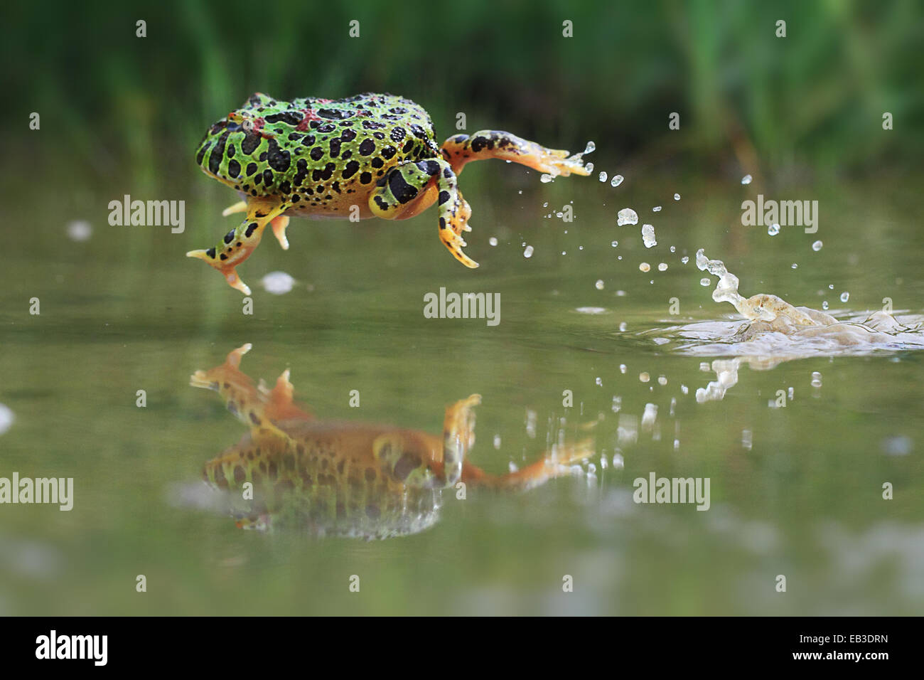Indonesia, Riau Islands, Frog jumping in water Stock Photo