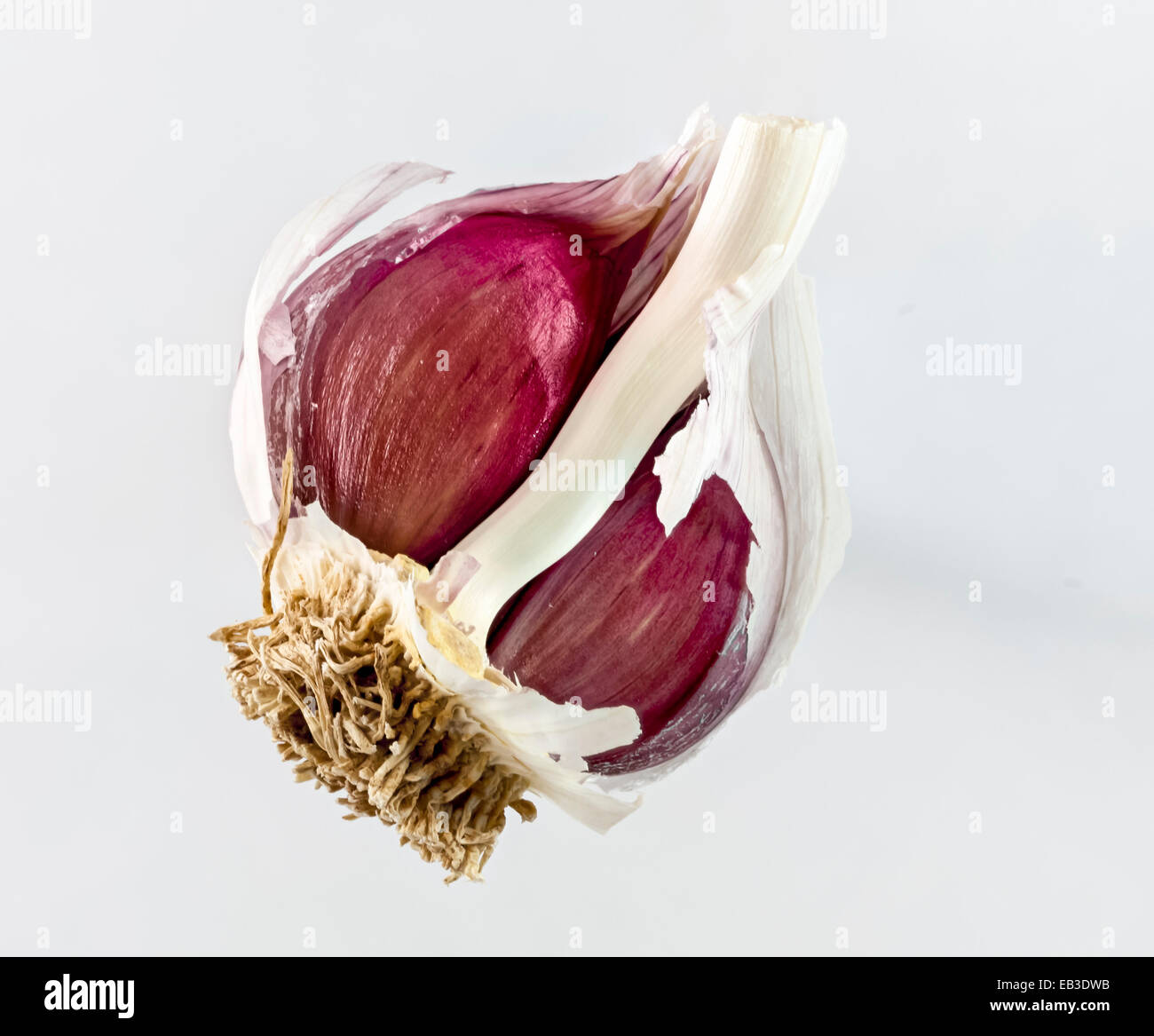 Garlic:  Allium sativum, a food seasoning condiment Stock Photo