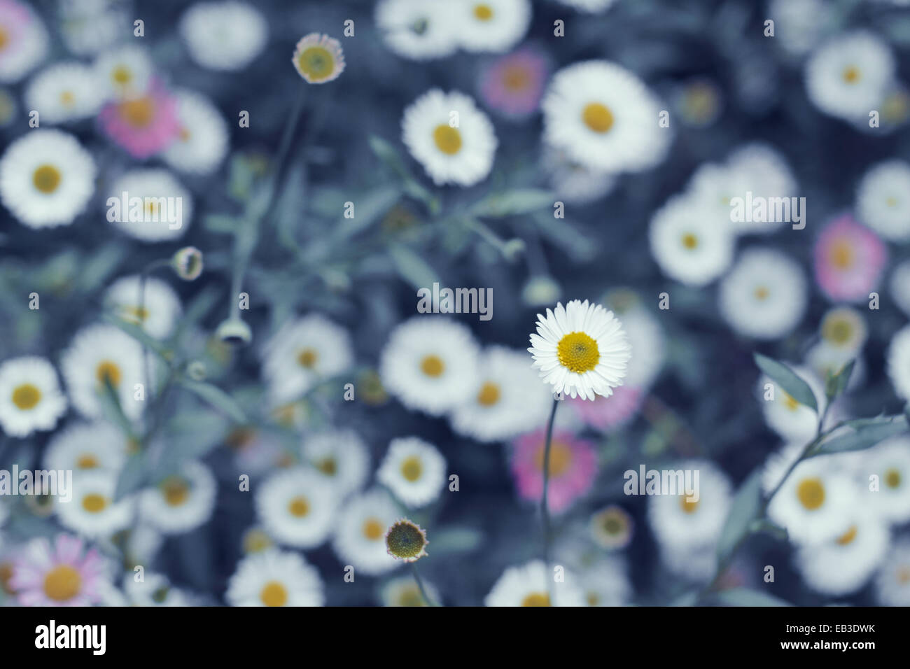 Wildflowers up close hi-res stock photography and images - Alamy