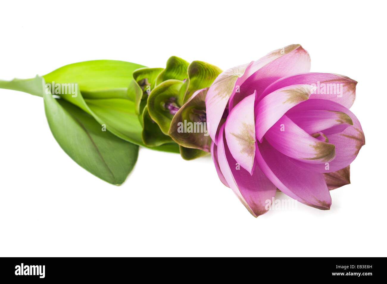 Siam tulip or Curcuma flower isolated on white background Stock Photo