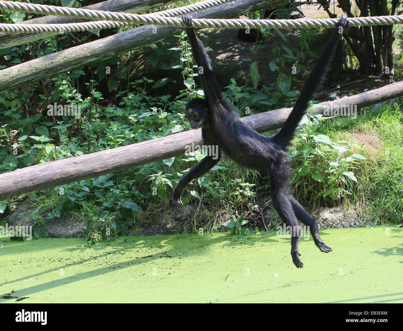 Colombian Black-headed spider monkey (Ateles fusciceps Robustus) hanging from the ropes by his prehensile tail at a Dutch Zoo Stock Photo