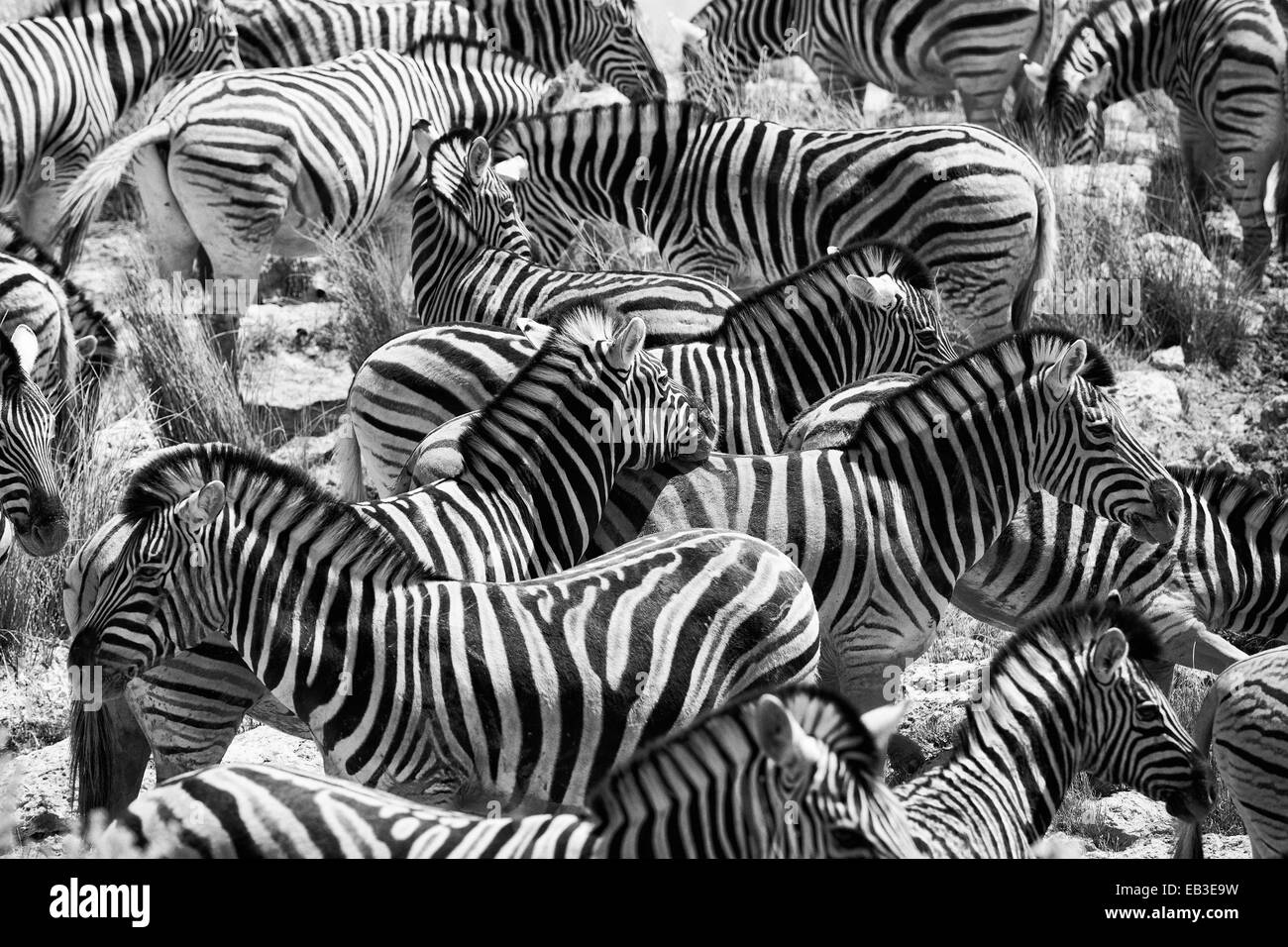 Namibia, Oshikoto Region, Omuthiya, Etosha-Pfanne, Zebras on prairie Stock Photo