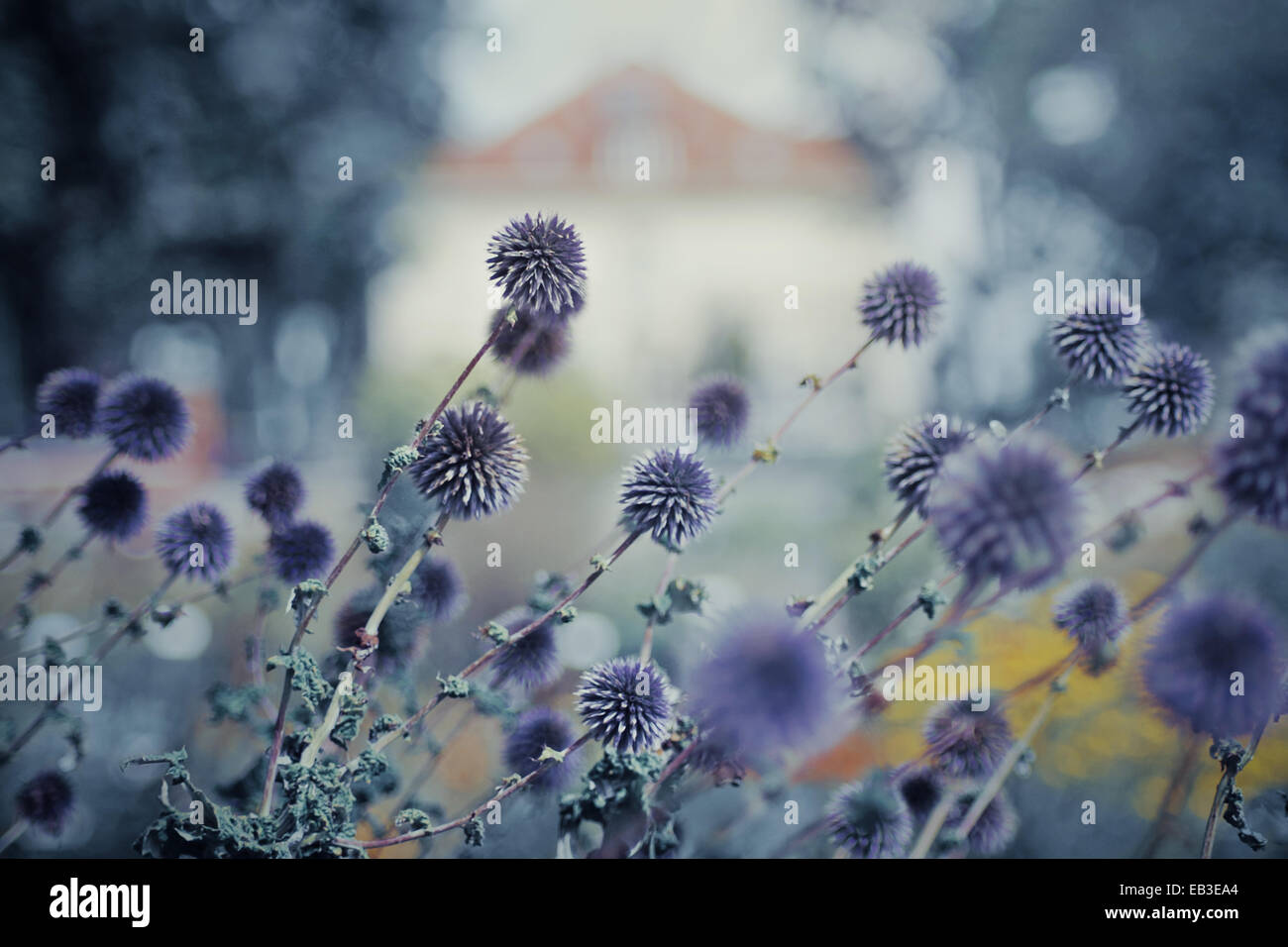 Flowers in field, Zagreb, Croatia, Stock Photo