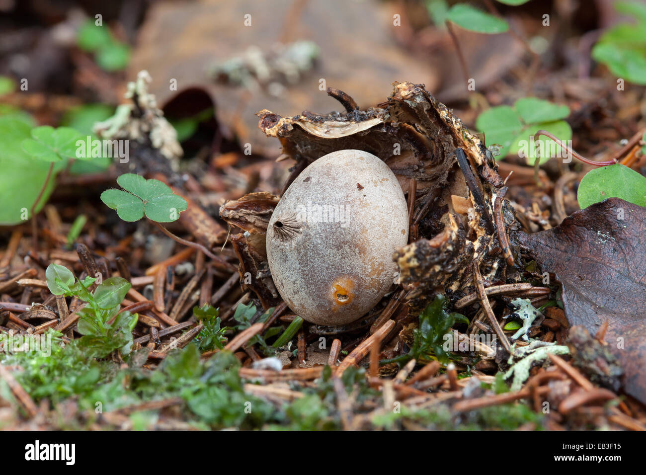 Striate Earthstar Stock Photo