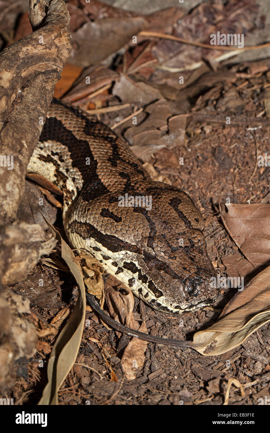 Dumerils boa acrantophis dumerili hi-res stock photography and images ...