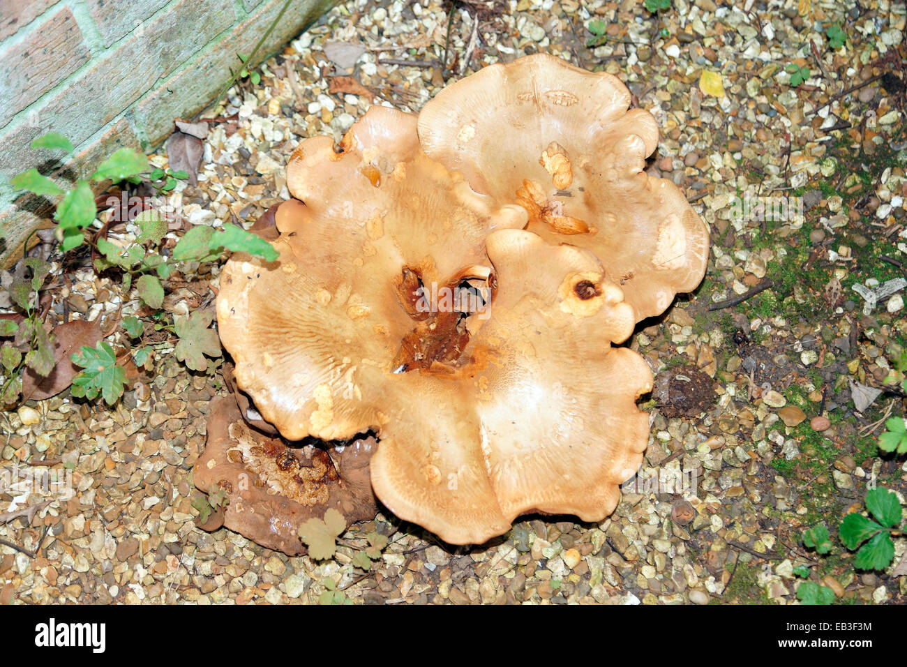 Perdyn Kidney shaped pond hi-res stock photography and images - Alamy