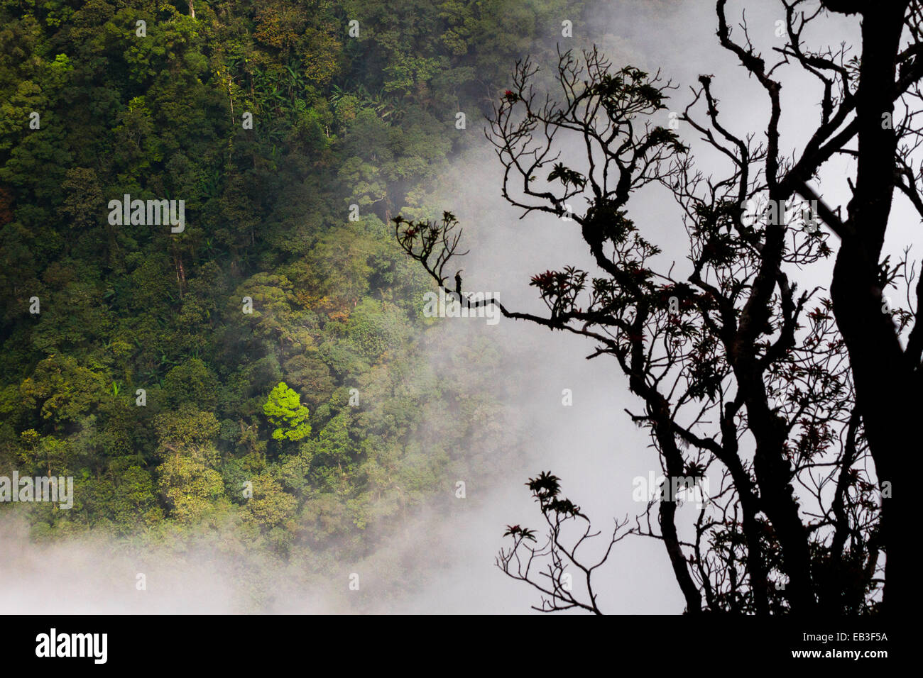 Tropical rainforest in Gunung Halimun Salak National Park, Indonesia. Stock Photo