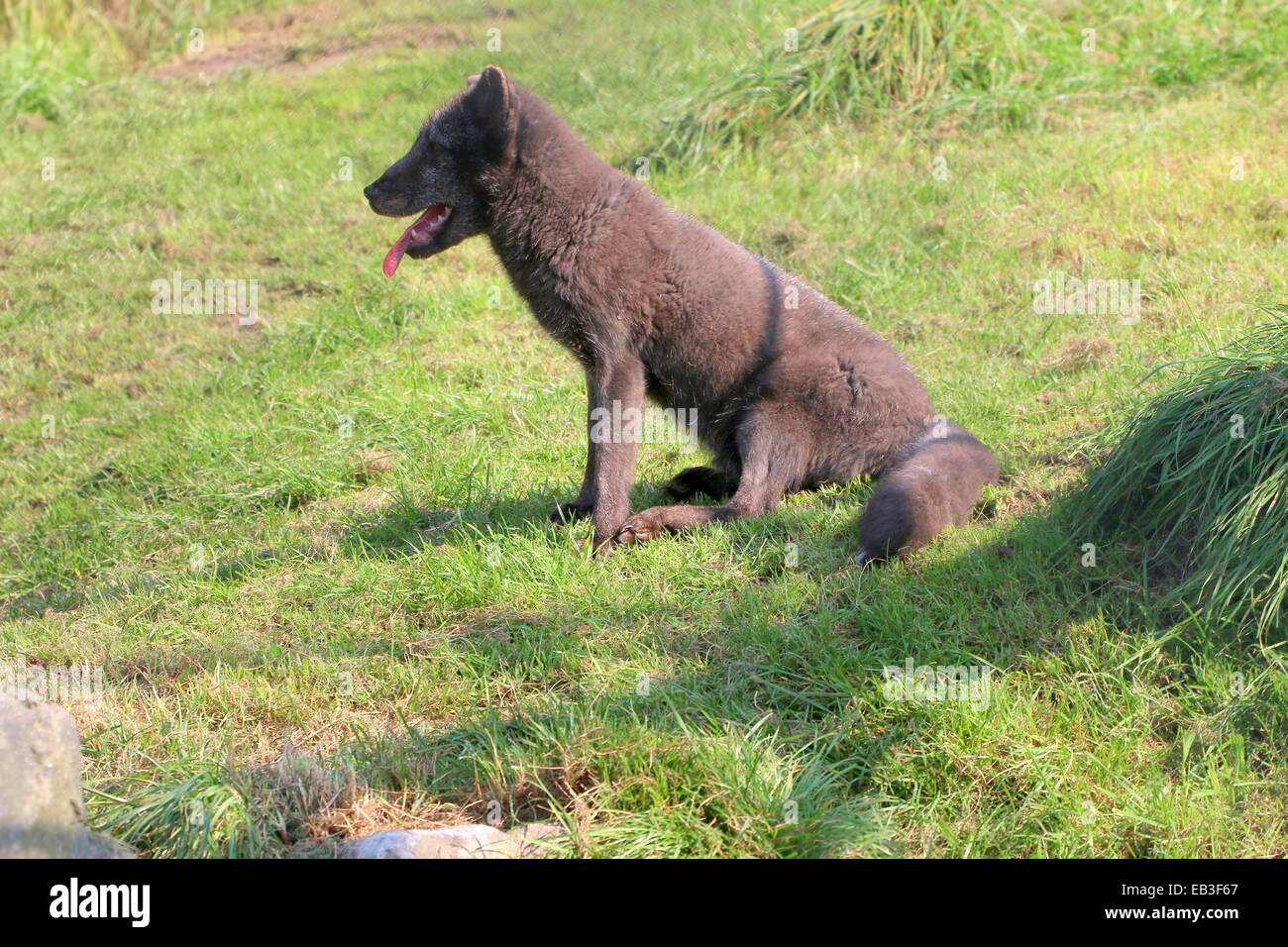 Zorro Blanco High Resolution Stock Photography And Images Alamy