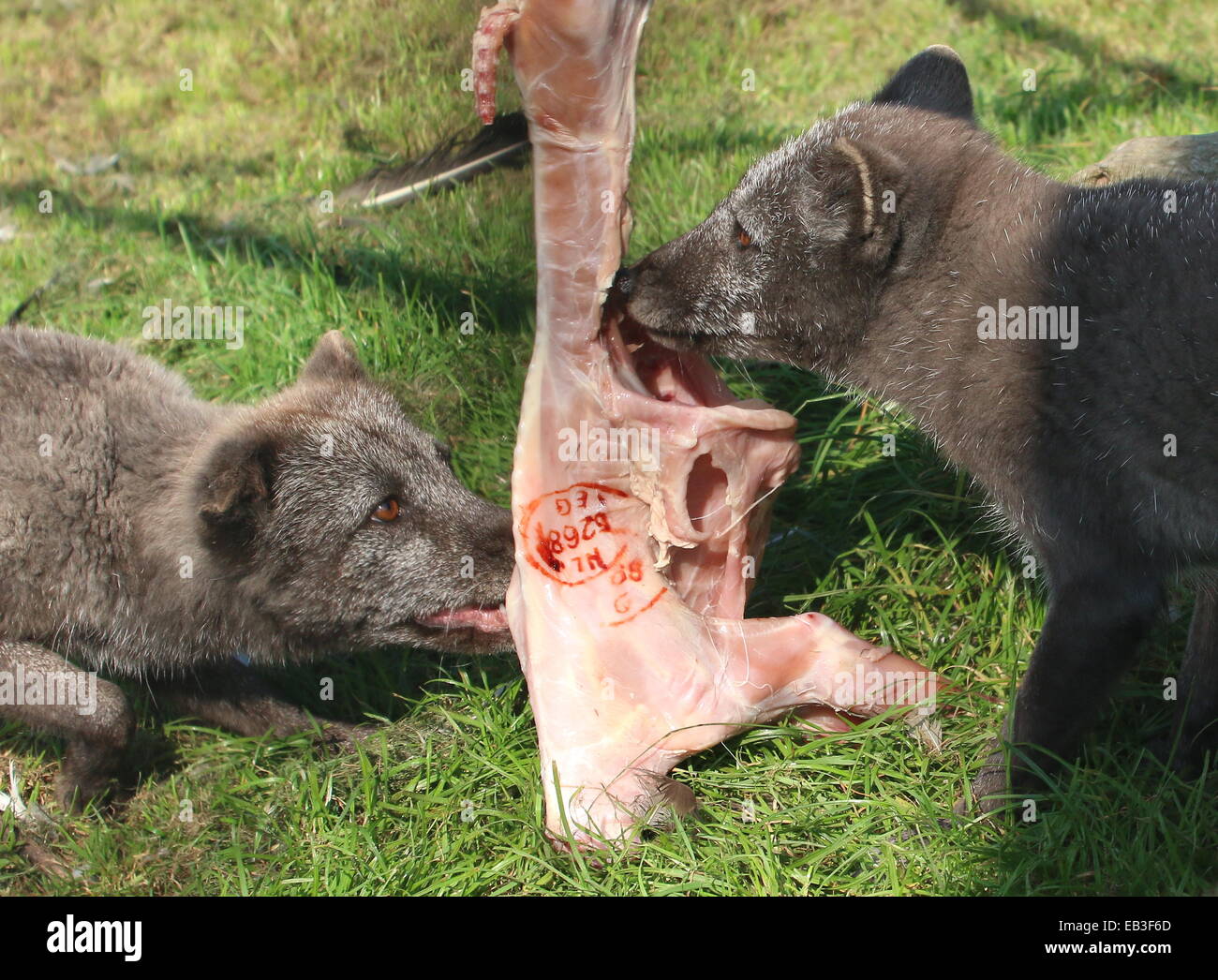 Arctic or Polar Foxes (Vulpes lagopus) feeding on meat at Rotterdam Blijdorp Zoo, The Netherlands Stock Photo