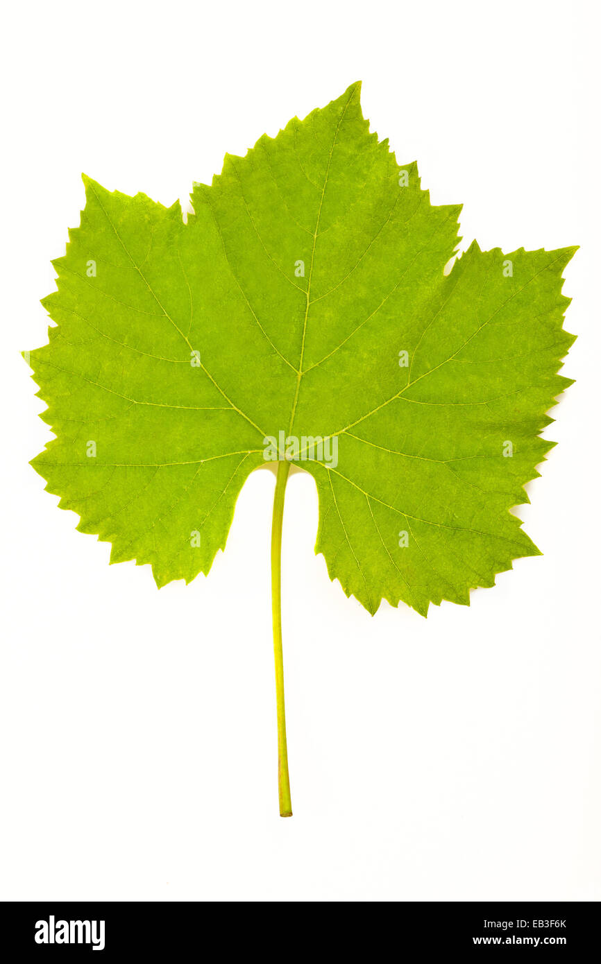 Vine-leaf isolated on white Stock Photo
