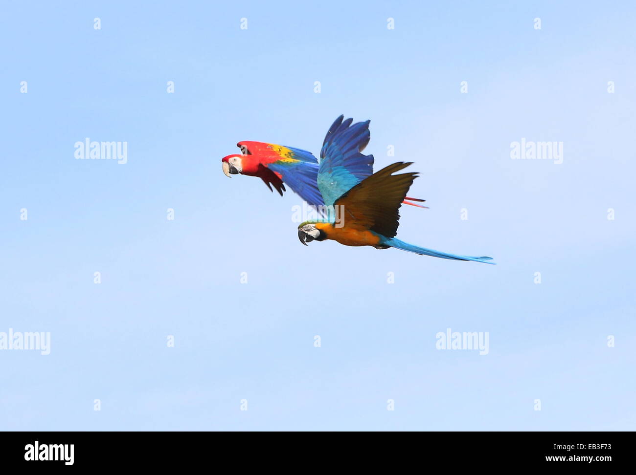 Blue-and-yellow macaw (Ara ararauna) in flight, joined by a scarlet macaw (Ara macao) Stock Photo