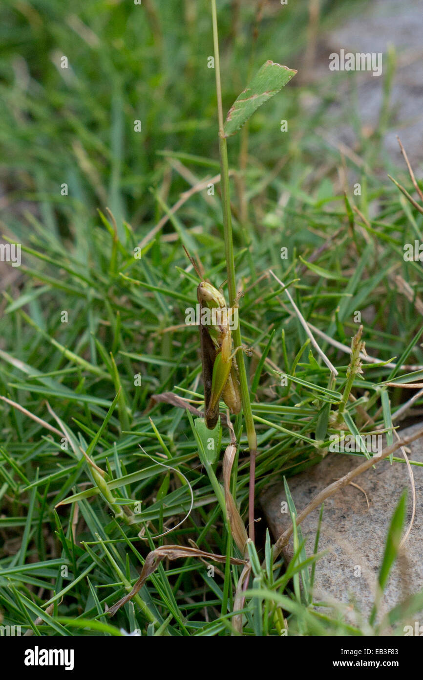 Camouflage of green hi-res stock photography and images - Alamy