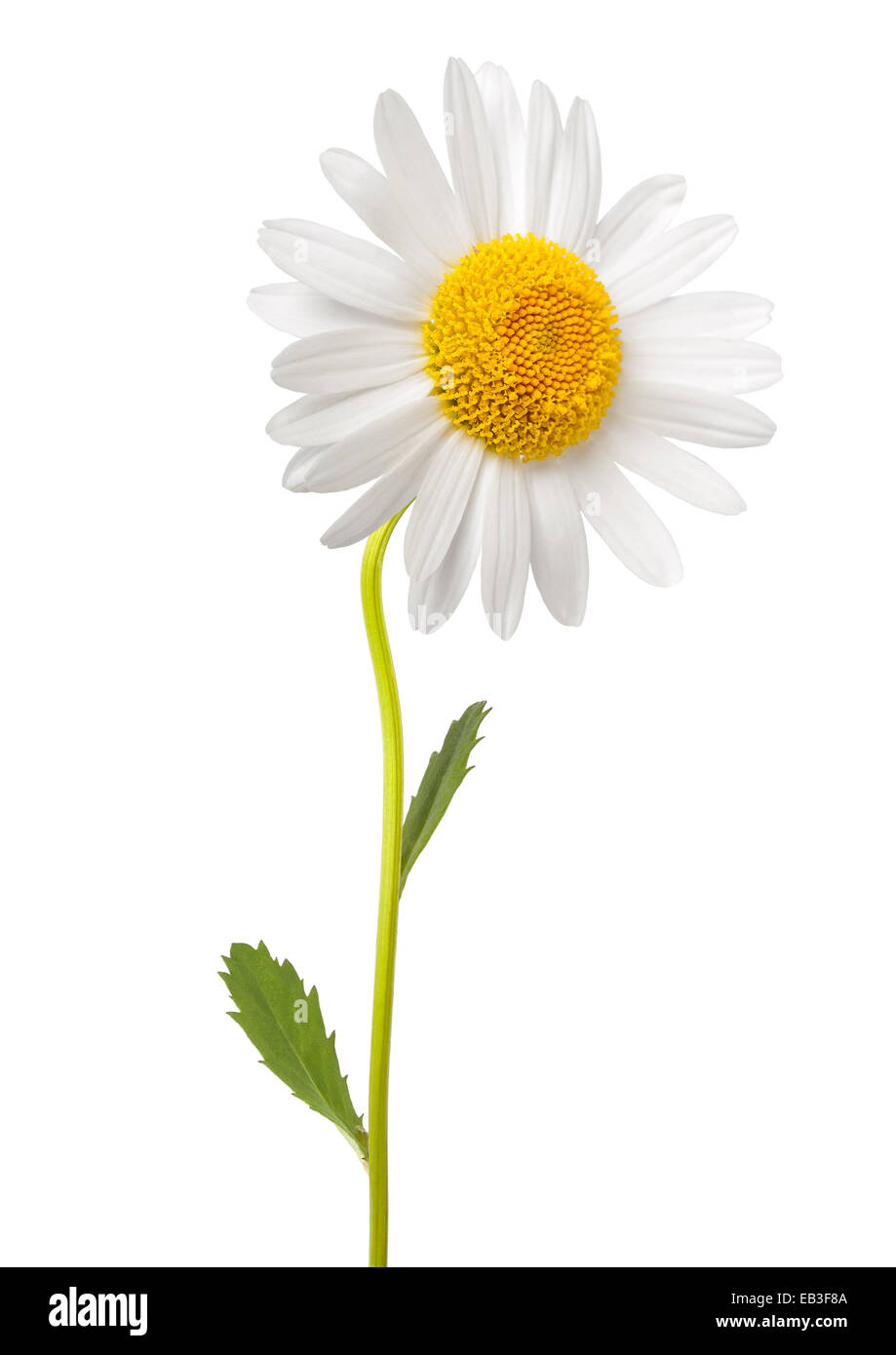 White daisy with stem isolated on white background Stock Photo