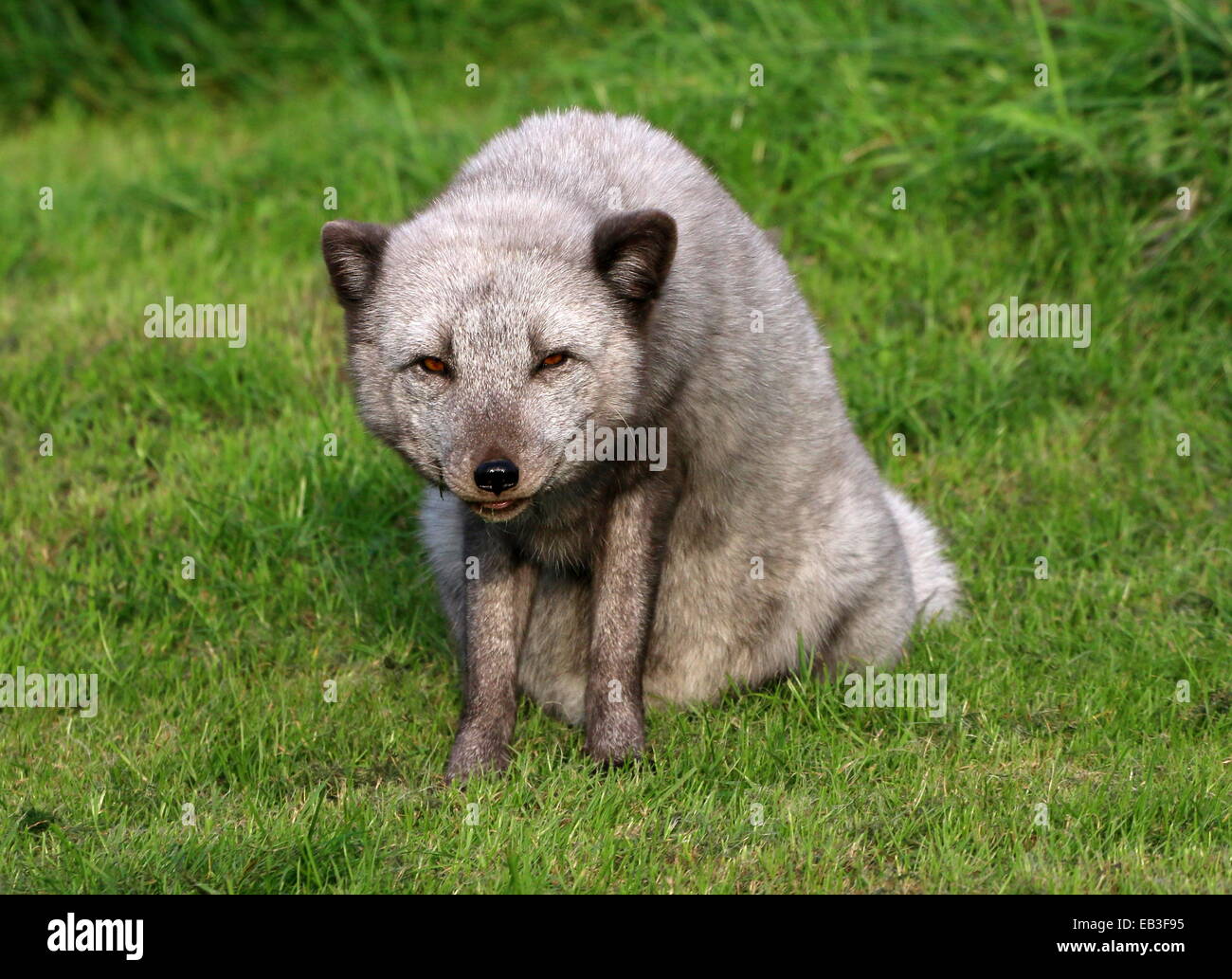 White arctic fox dark hires stock photography and images Alamy