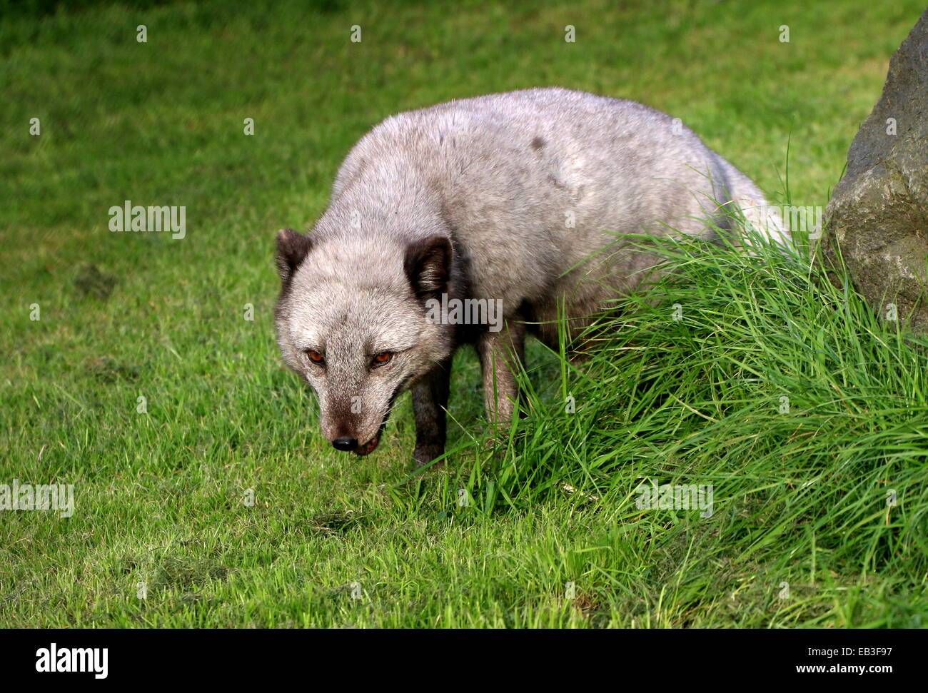 Zorro Blanco High Resolution Stock Photography And Images Alamy
