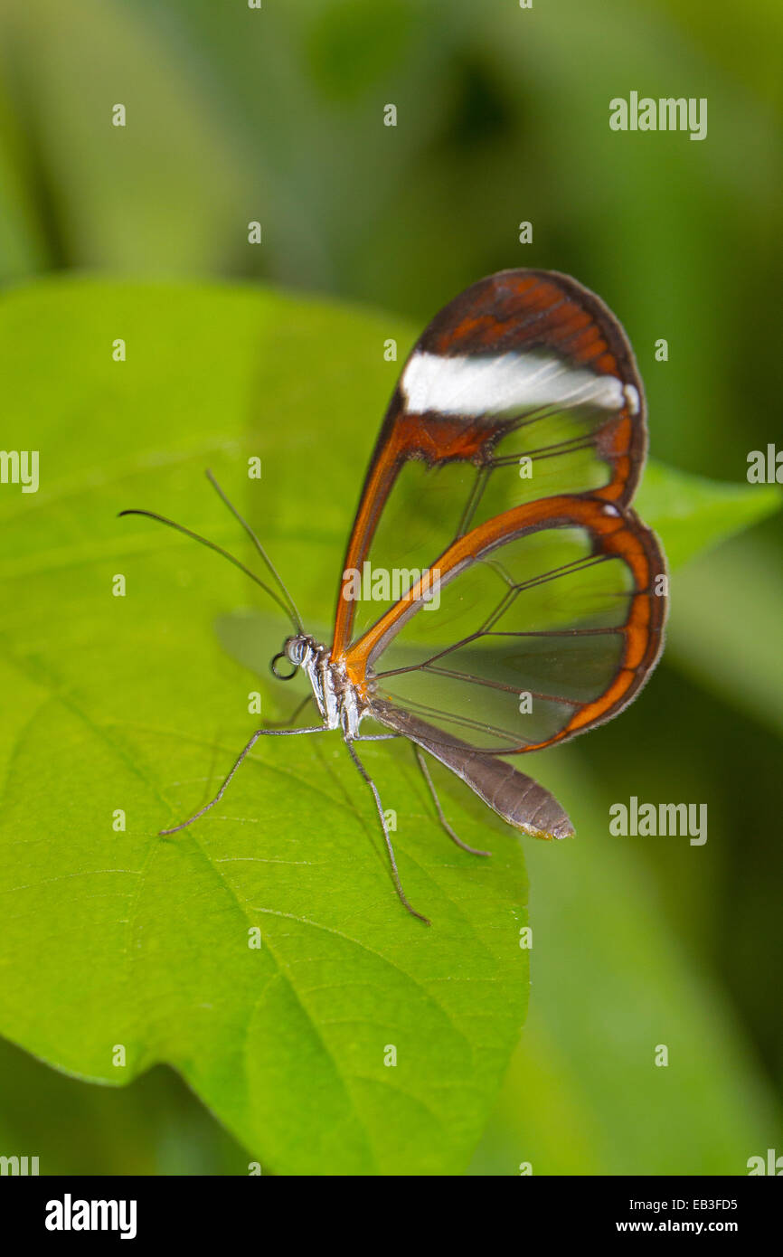 Glasswing  butterfly Stock Photo