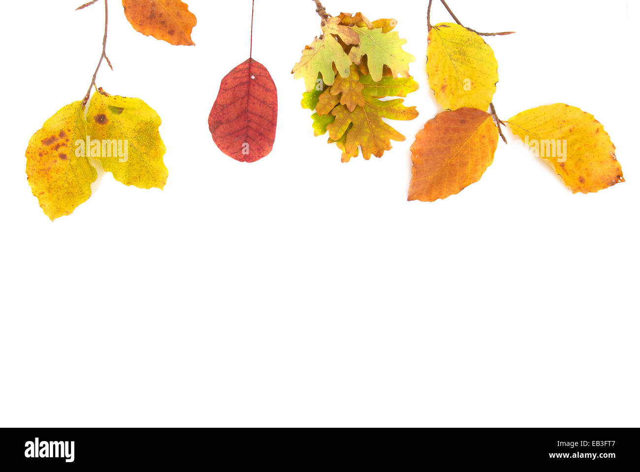 Autumn leaves isolated on white background Stock Photo - Alamy