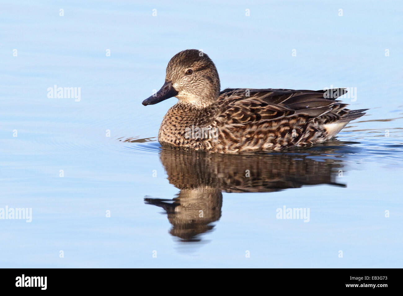 Greenwinged Teal Anas crecca female Stock Photo Alamy
