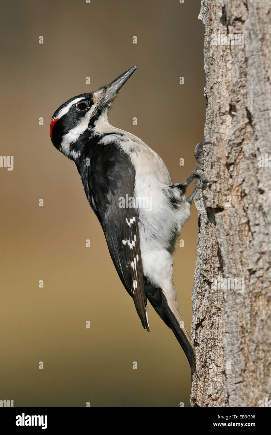 Hairy Woodpecker - Picoides villosus - male Stock Photo