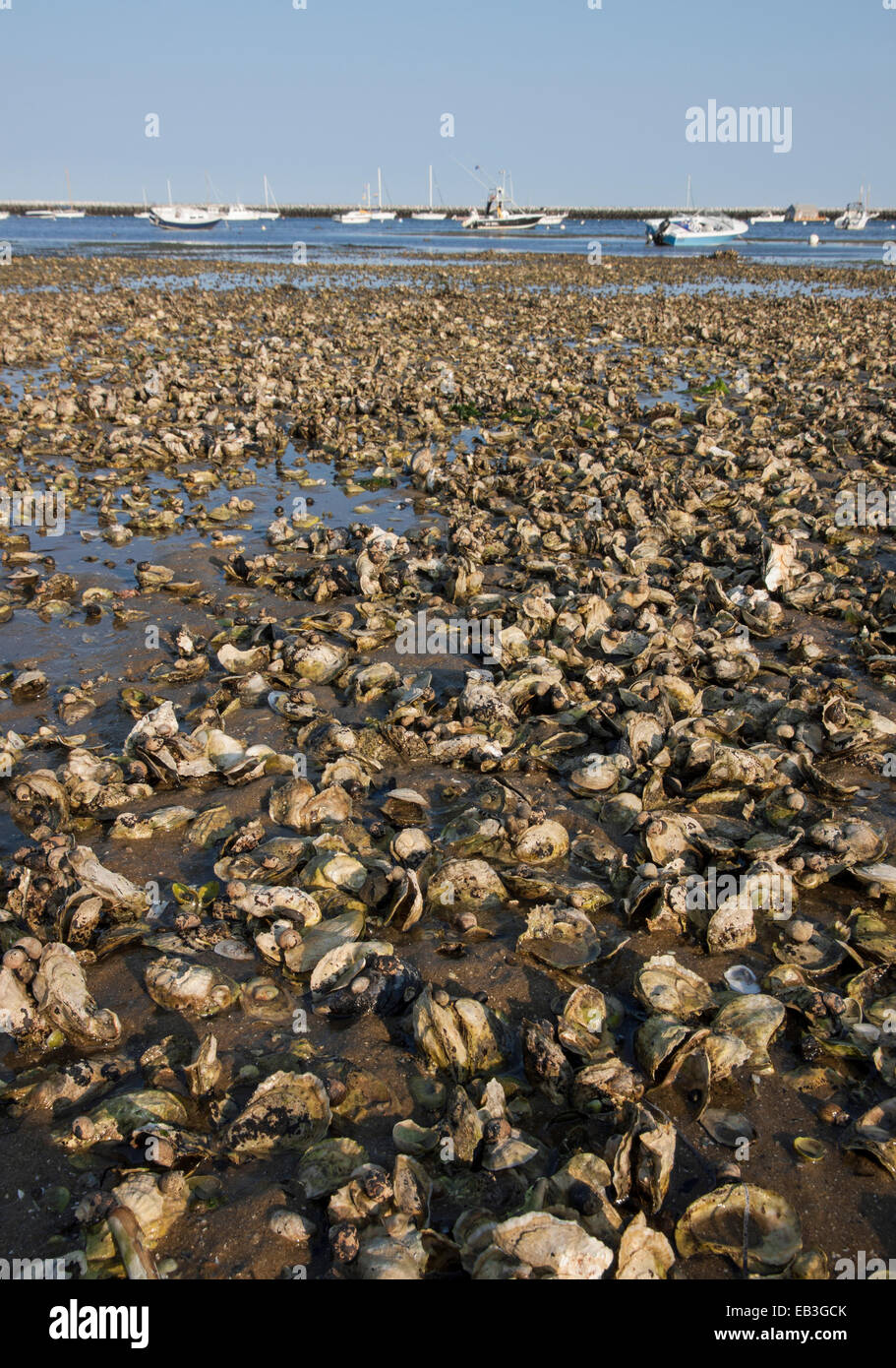 Natural oyster reef in Provincetown, Massachusetts, Cape Cod. Stock Photo