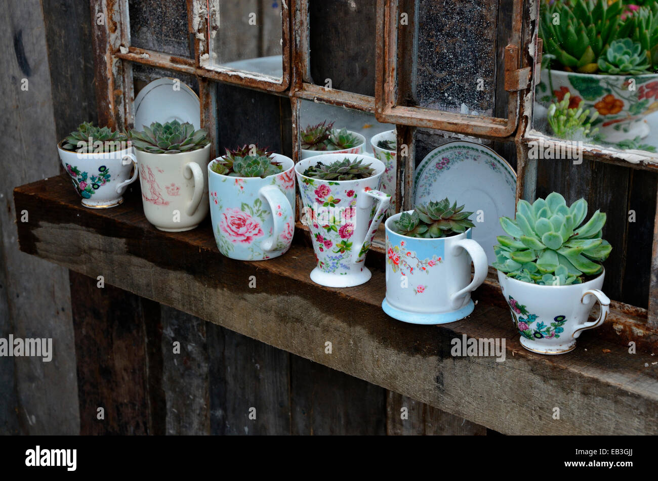 Decorative garden feature using mugs with cactus and old window frame Stock Photo