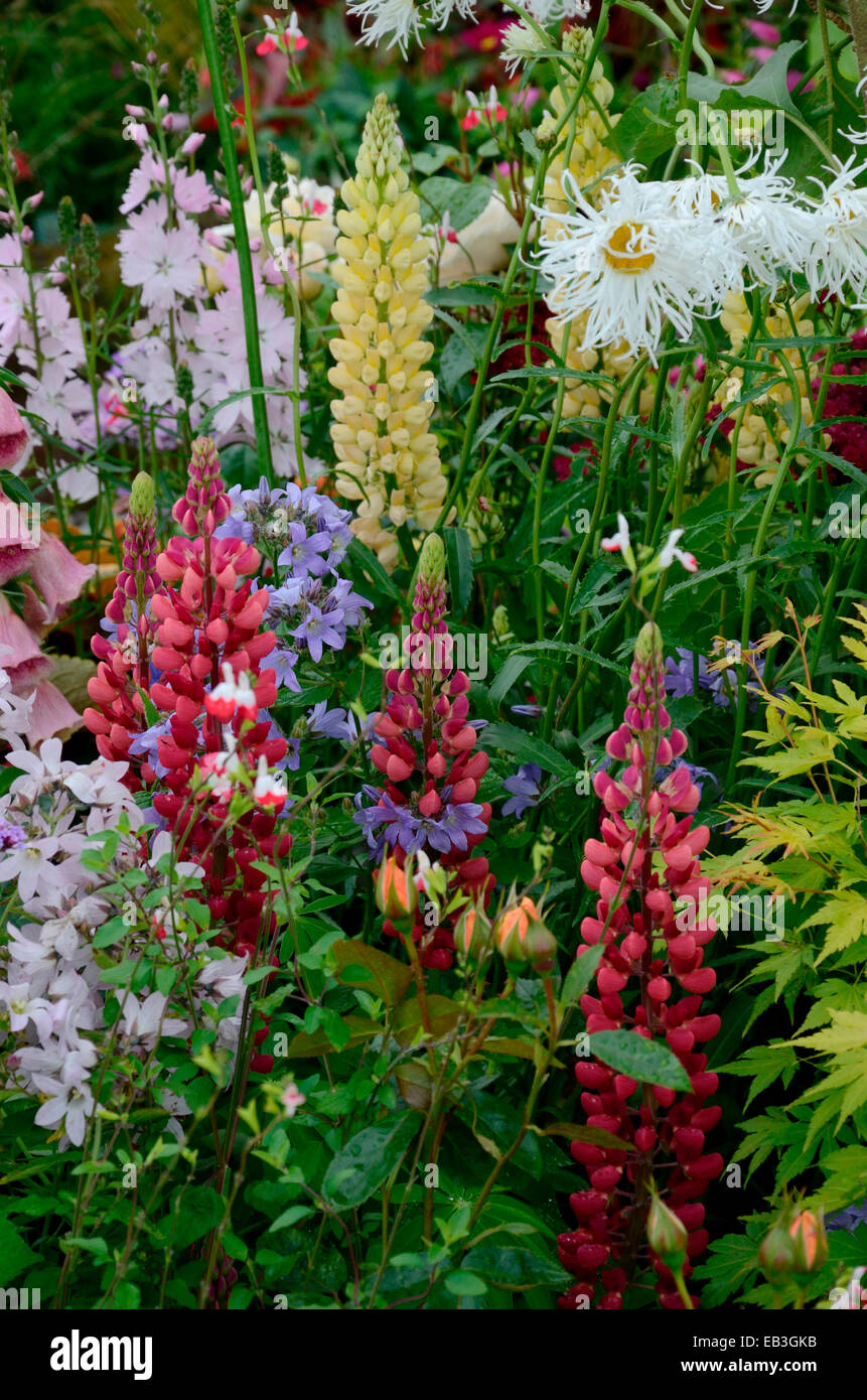 A colourful border with wild planting of mixed flowers including Lupins and Shasta daisy Stock Photo