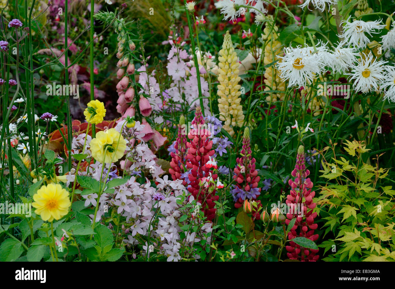 A colourful border with wild planting of mixed flowers including Lupins and Shasta daisy Stock Photo