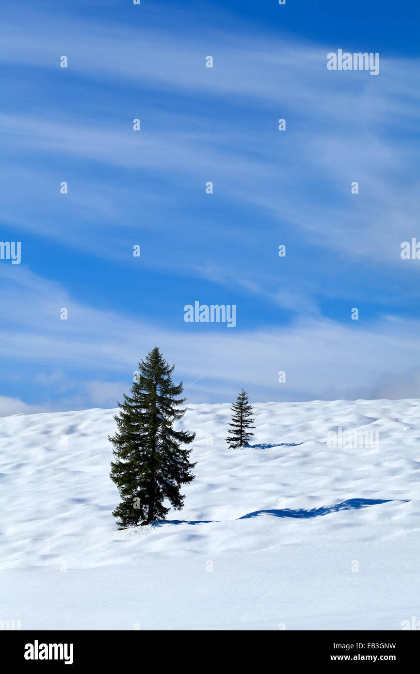 spruce tree on snow meadow over blue sky, Germany Stock Photo