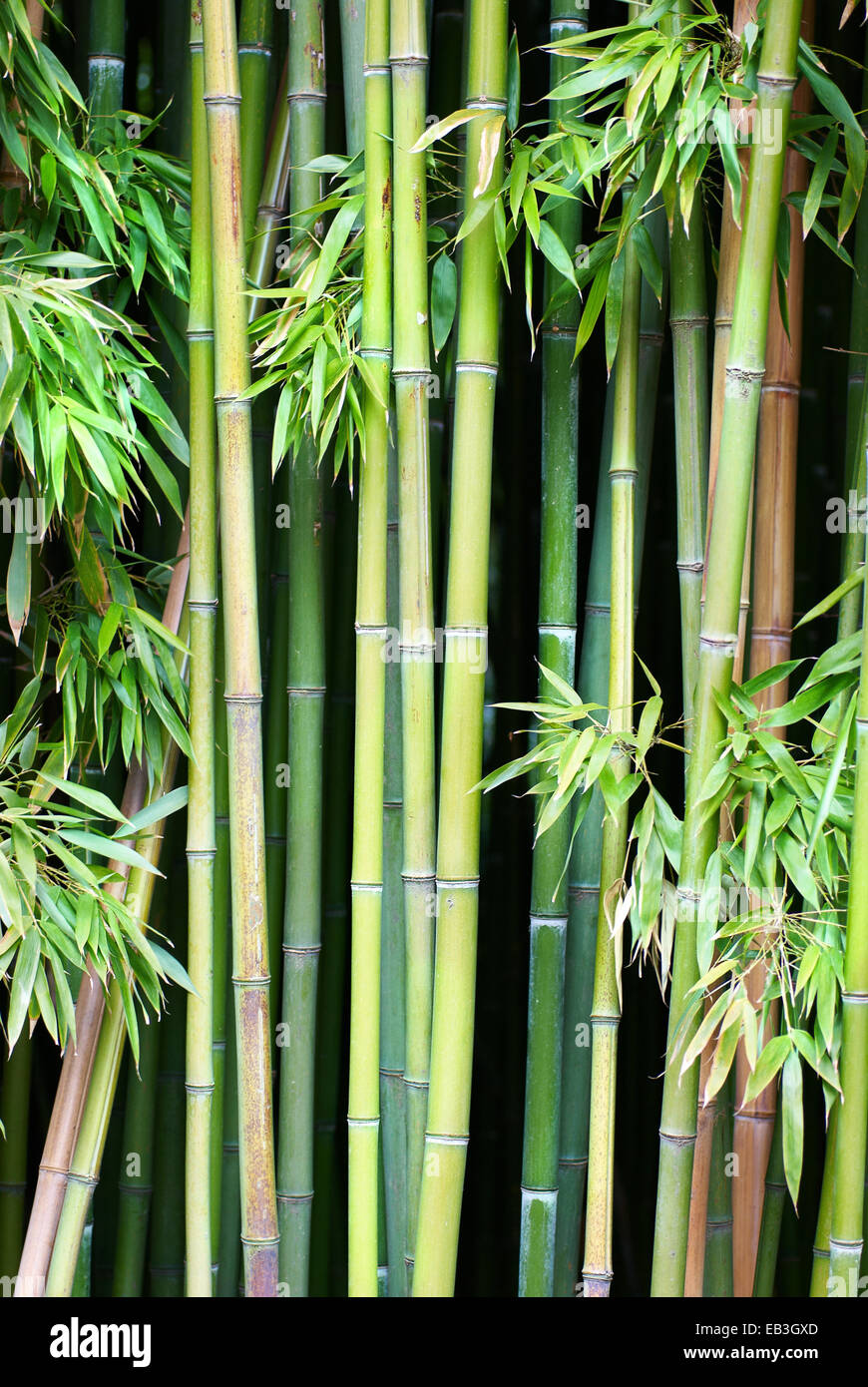 Green bamboo can be used for natural background Stock Photo Alamy