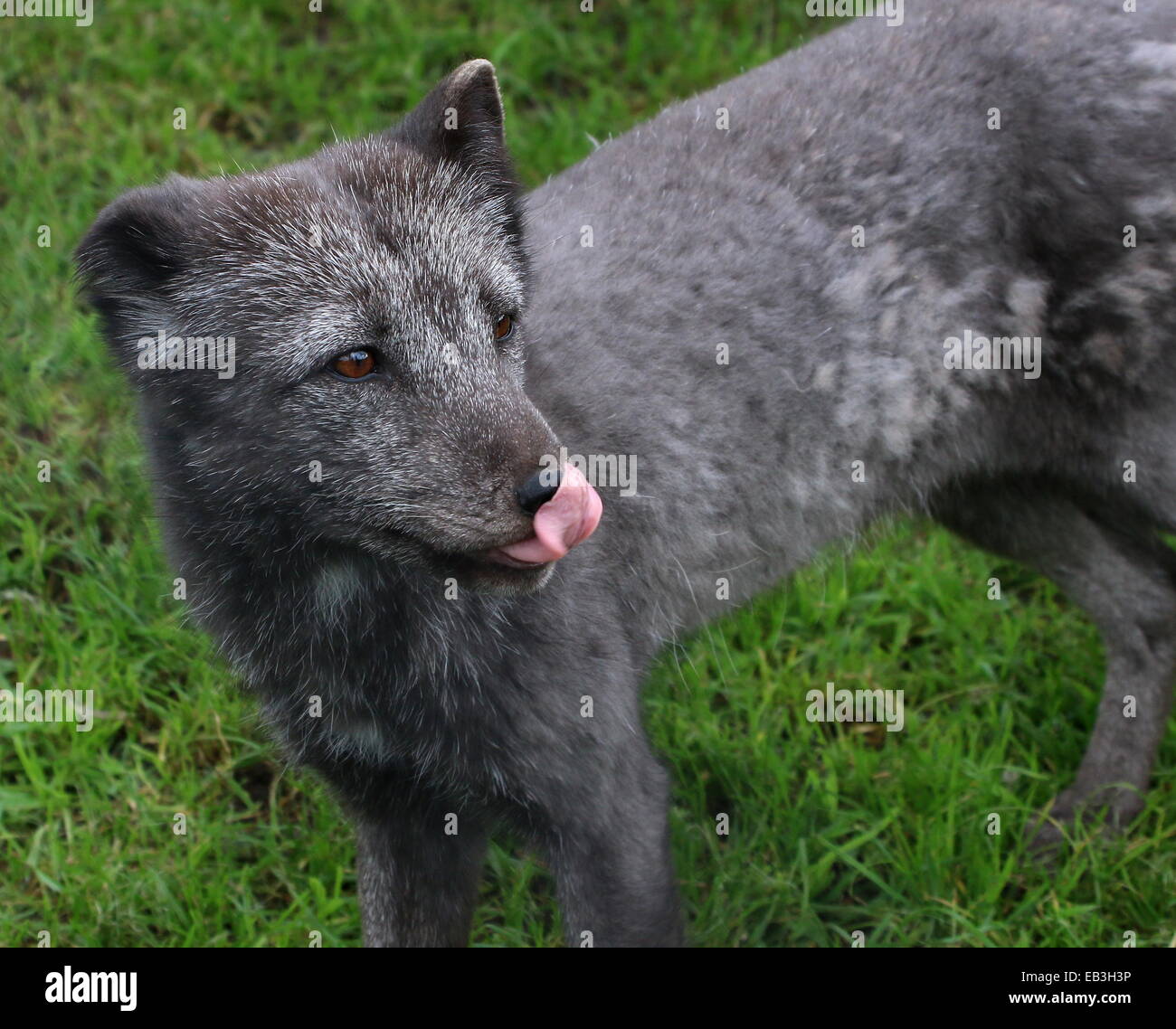 Arctic or Polar Fox (Vulpes lagopus) in greyish summer coat, licking lips Stock Photo