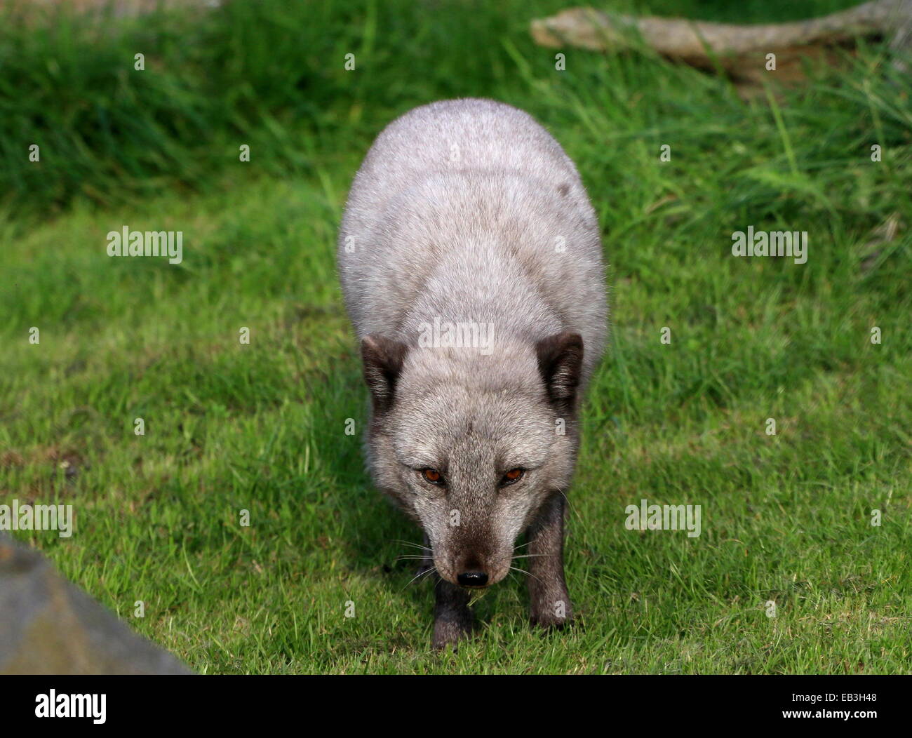 Zorro Blanco High Resolution Stock Photography And Images Alamy