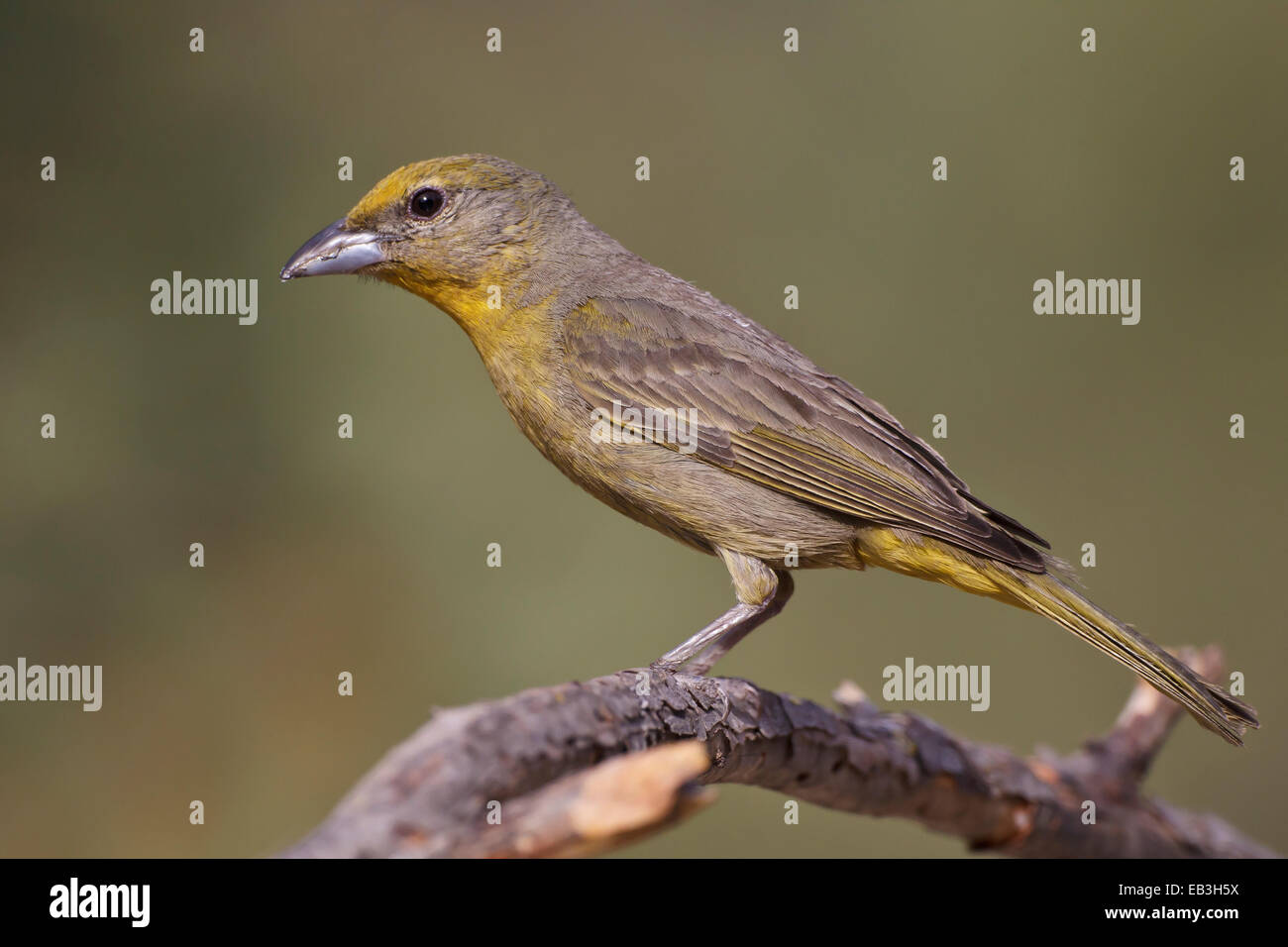 Hepatic Tanager - Piranga flava - female Stock Photo