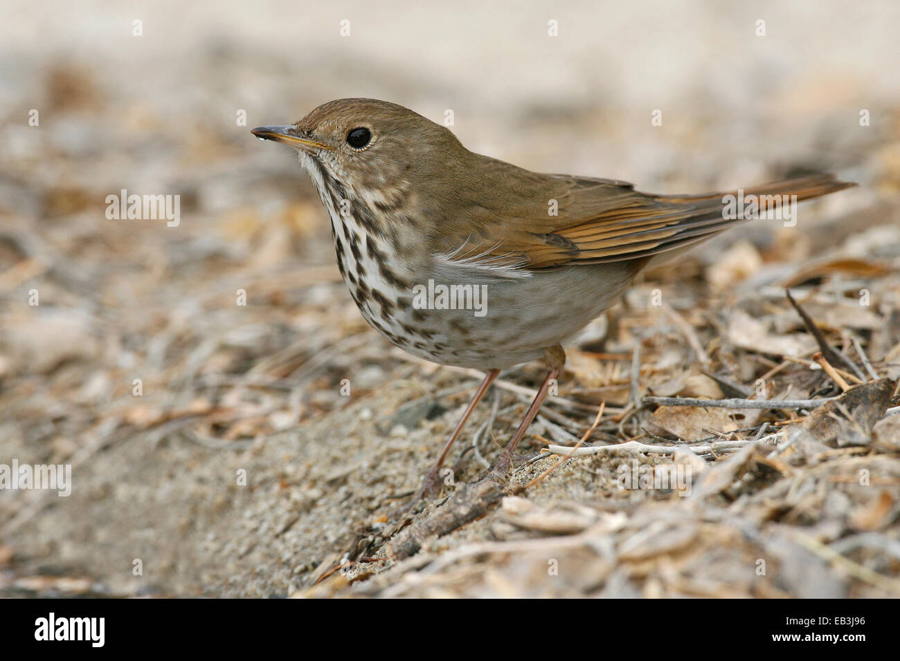 Hermit Thrush - Catharus guttatus Stock Photo - Alamy