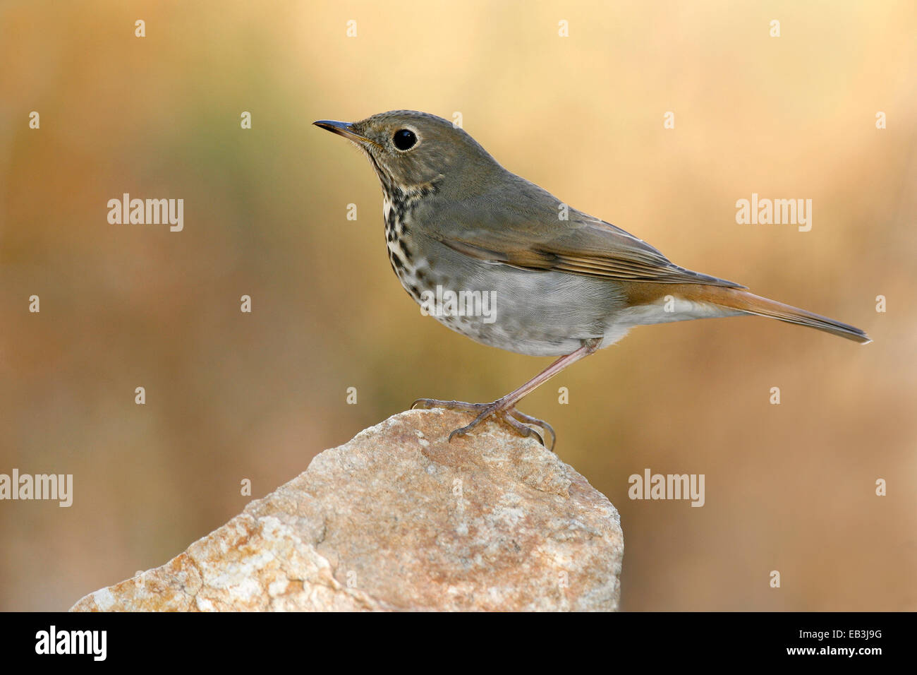 Hermit Thrush - Catharus guttatus Stock Photo