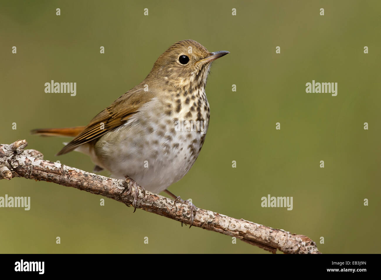 Hermit Thrush - Catharus guttatus Stock Photo