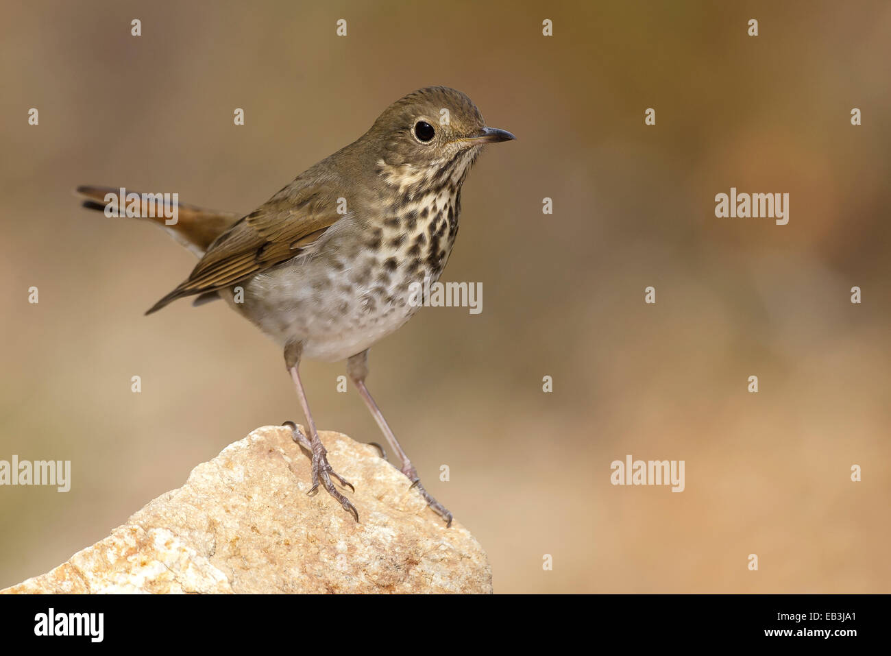 Hermit Thrush - Catharus guttatus Stock Photo