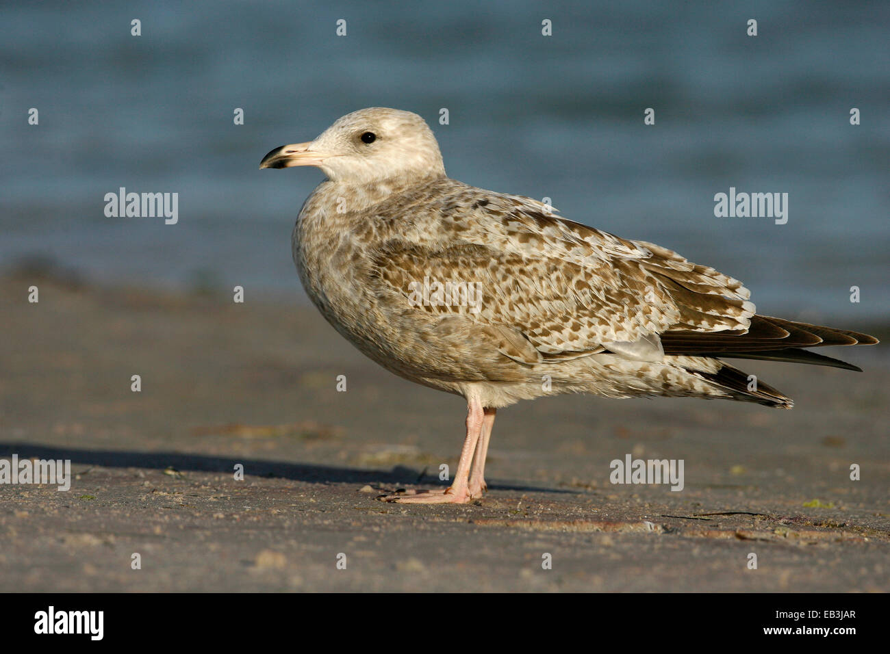 American Herring Gull Larus smithsonianus 1st winter Stock Photo