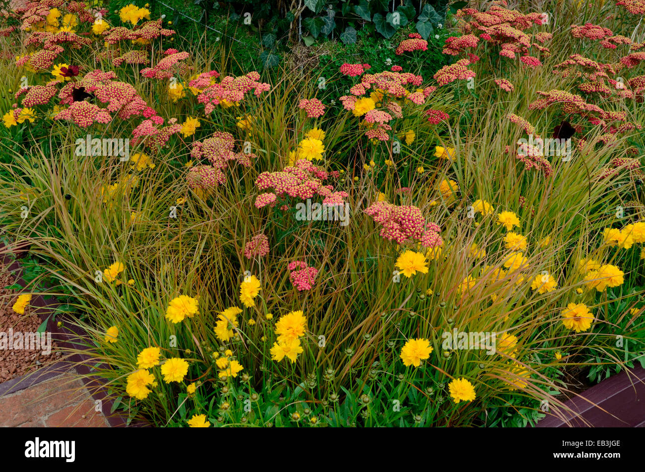 Close up an attractive and colourful flower border with Achillea millefolium Paprika and Carex brunnea jenneke Stock Photo