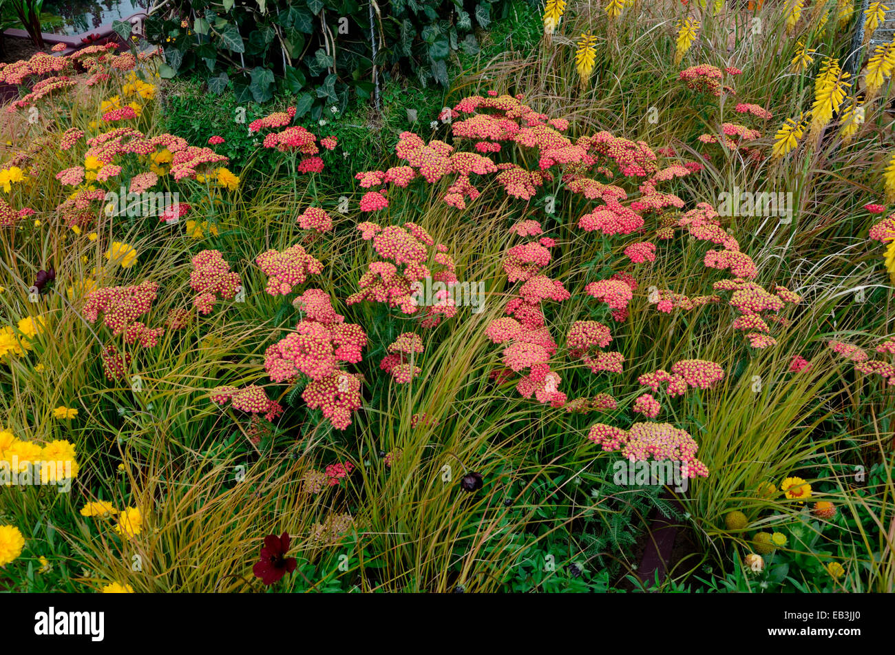 Close up an attractive and colourful flower border with Achillea millefolium Paprika and Carex brunnea jenneke Stock Photo