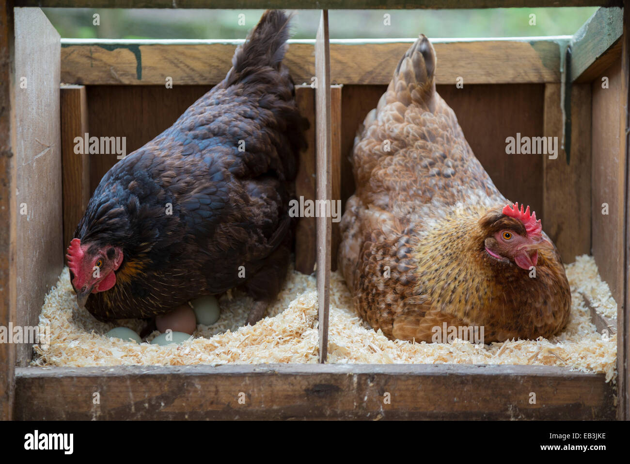 Two free range hens sitting on eggs in the hen house Stock Photo Alamy
